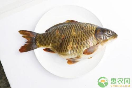 鲤鱼高效养殖 如何养殖鲤鱼?浅析鲤鱼养殖现状及对策-图片版权归惠农网所有