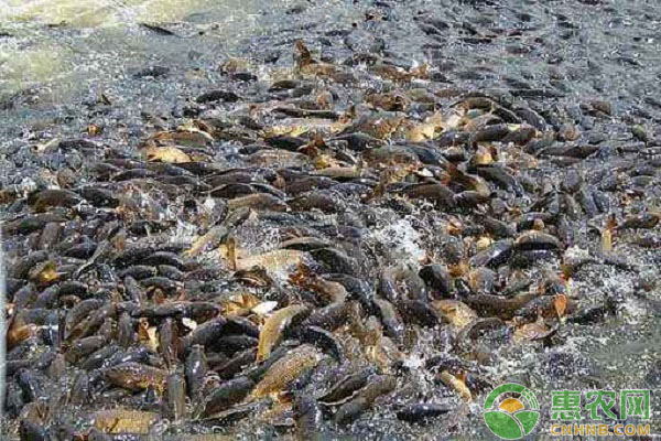 鲤鱼养殖现状 如何养殖鲤鱼?浅析鲤鱼养殖现状及对策-图片版权归惠农网所有