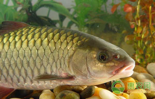 鲤鱼怎么养?<a href='https://www.cnhnb.com/t/58378.html' class='j-href' target='_blank'><span style='color:#FF8001'>鲤鱼养殖</span></a>技术 鲤鱼怎么养?鲤鱼养殖技术-图片版权归惠农网所有