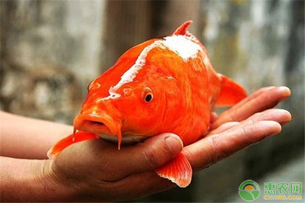 鲤鱼养殖密度是怎样的?如何提高鲤鱼养殖效益?-图片版权归惠农网所有