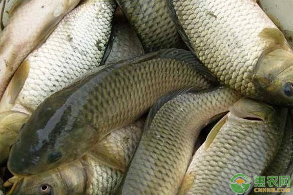 鲤鱼养殖密度是怎样的?如何提高鲤鱼养殖效益?-图片版权归惠农网所有