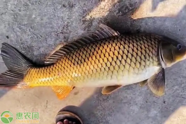 鲤鱼的养殖方法-图片版权归惠农网所有