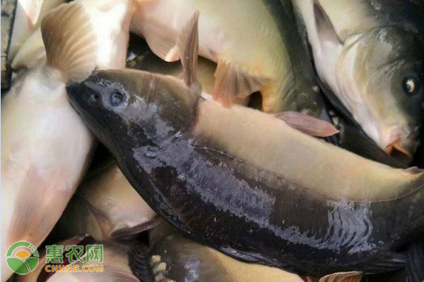鲤鱼的养殖方法-图片版权归惠农网所有