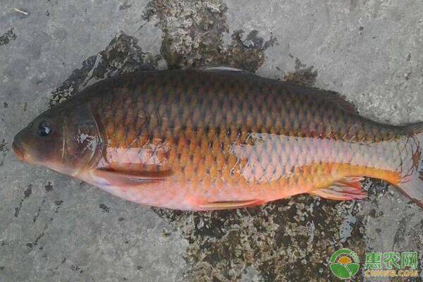 鲤鱼的养殖方法-图片版权归惠农网所有