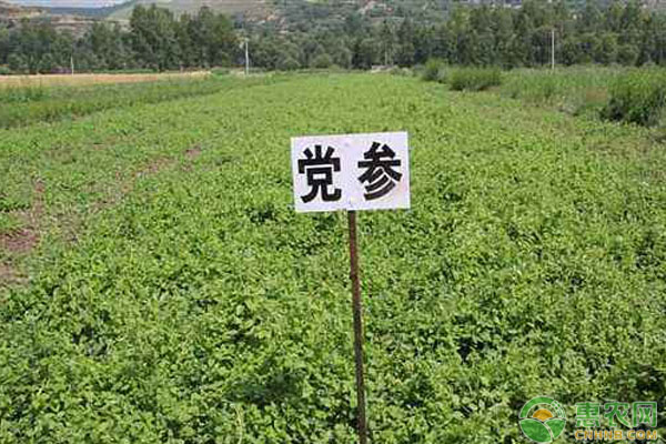 党参的种植技术和管理方法-图片版权归惠农网所有