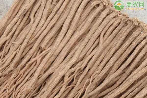 党参的种植技术和管理方法-图片版权归惠农网所有