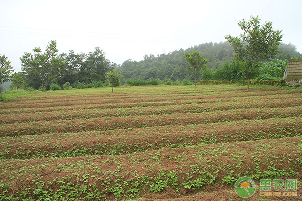 党参怎么种植?-图片版权归惠农网所有