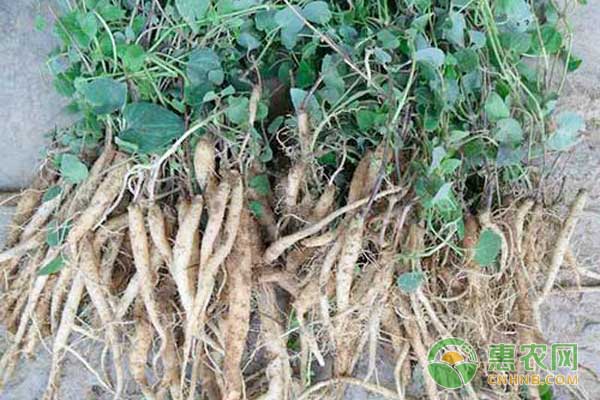 党参怎么种?党参种植效益如何 党参怎么种?党参种植效益如何-图片版权归惠农网所有