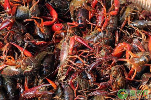 小龙虾人工养殖技术-图片版权归惠农网所有