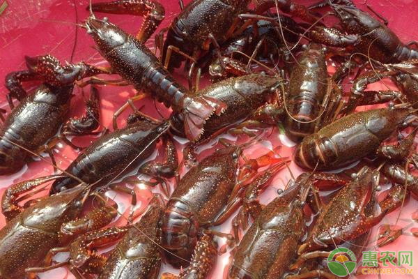 小龙虾人工养殖技术-图片版权归惠农网所有