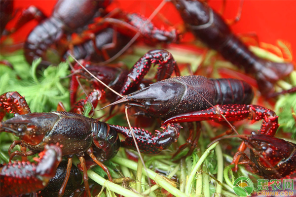 小龙虾人工养殖技术-图片版权归惠农网所有