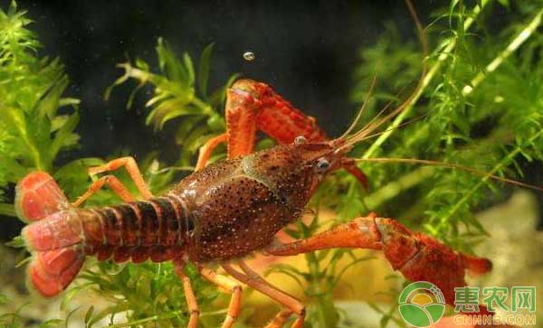 小龙虾养殖误区及注意事项-图片版权归惠农网所有