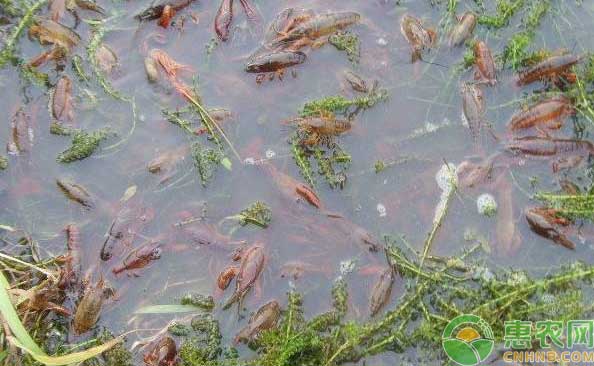 小龙虾养殖误区及注意事项-图片版权归惠农网所有