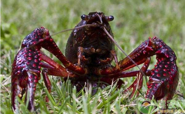 小龙虾养殖误区及注意事项-图片版权归惠农网所有