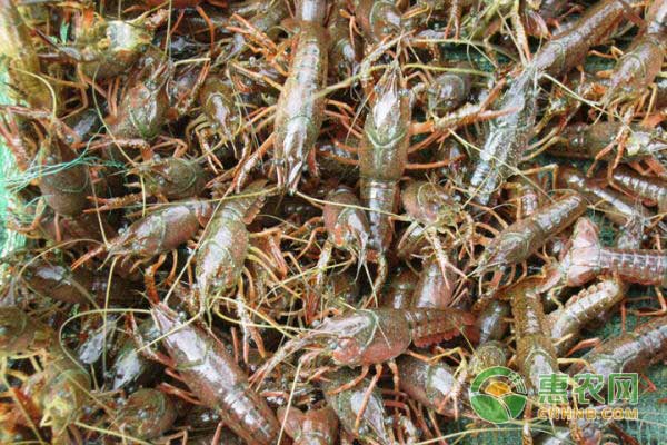 为什么小龙虾养不大？小龙虾养殖注意事项！-图片版权归惠农网所有