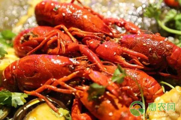 为什么小龙虾养不大？小龙虾养殖注意事项！-图片版权归惠农网所有