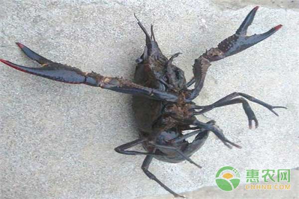 为什么小龙虾养不大？小龙虾养殖注意事项！-图片版权归惠农网所有