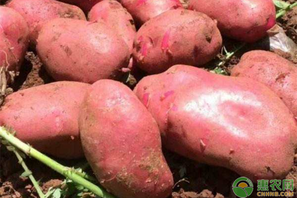 红皮土豆的施肥方法介绍-图片版权归惠农网所有