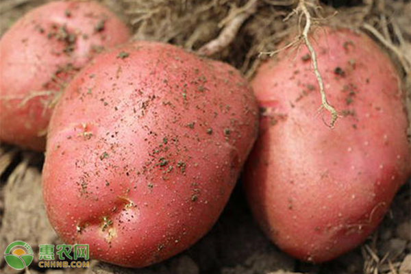 红皮土豆的施肥方法介绍-图片版权归惠农网所有