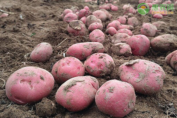 红皮土豆的施肥方法介绍-图片版权归惠农网所有