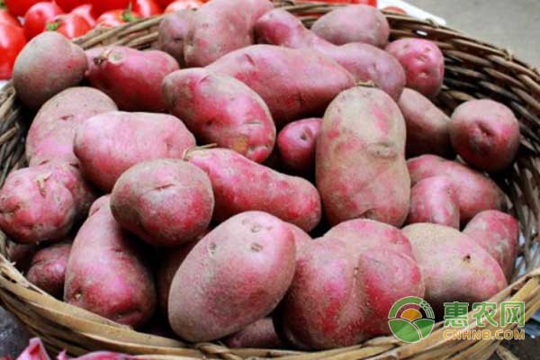 红皮土豆的高产栽培管理方法-图片版权归惠农网所有