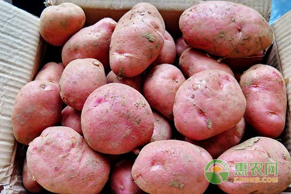 红皮土豆的高产栽培管理方法-图片版权归惠农网所有