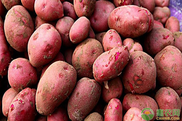 红皮小土豆种植技术-图片版权归惠农网所有