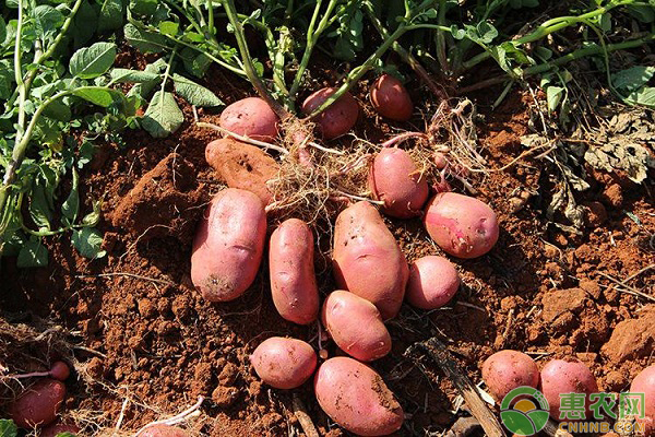 红皮小土豆种植技术-图片版权归惠农网所有