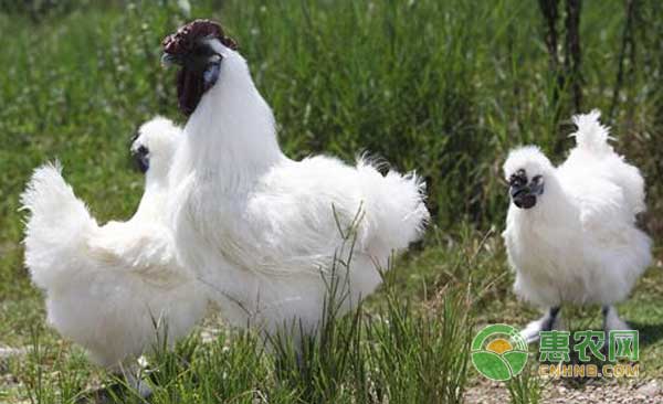 乌鸡抱窝怎么办？怎么叫醒抱窝的乌鸡？-图片版权归惠农网所有