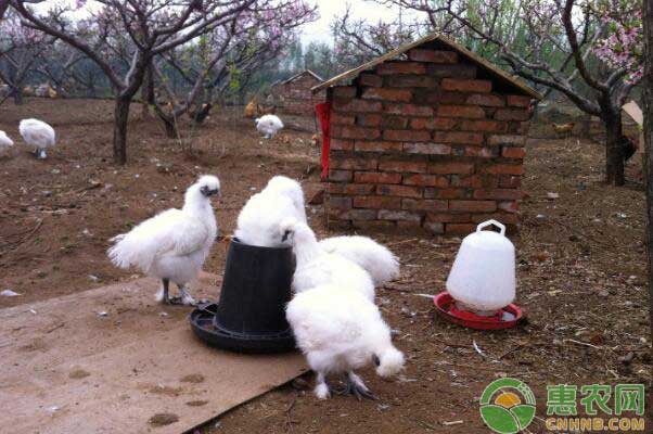 乌鸡养殖注意事项-图片版权归惠农网所有