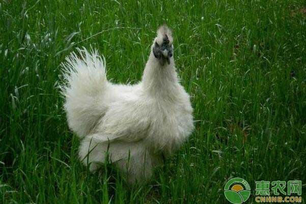 乌鸡养殖注意事项-图片版权归惠农网所有