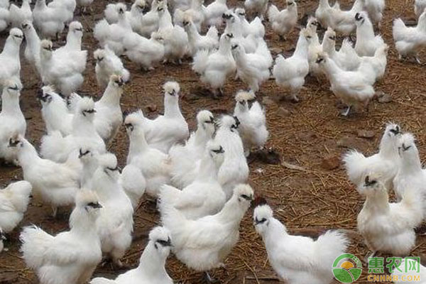 乌鸡科学养殖管理要点-图片版权归惠农网所有
