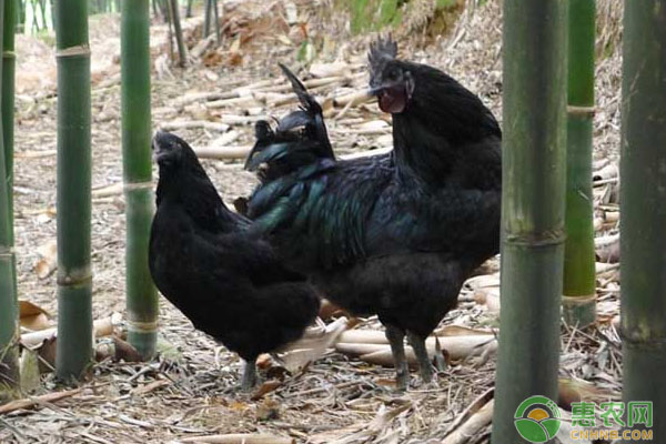 乌鸡科学养殖管理要点-图片版权归惠农网所有