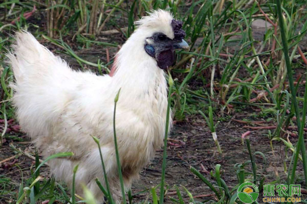 乌鸡的高效养殖要点及科学管理-图片版权归惠农网所有