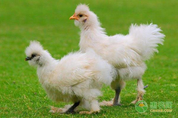 乌鸡的高效养殖要点及科学管理-图片版权归惠农网所有