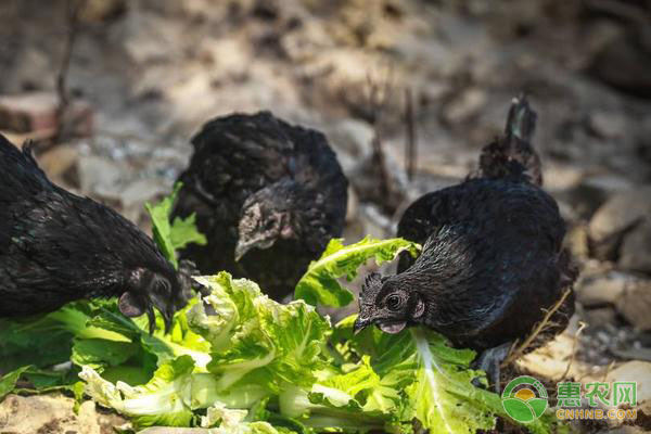 乌鸡的高效养殖要点及科学管理-图片版权归惠农网所有