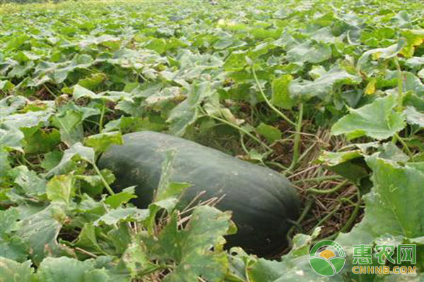 冬瓜种植高产技术-图片版权归惠农网所有