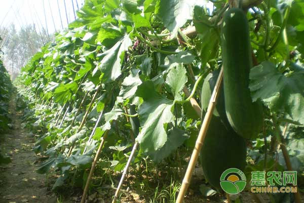 冬瓜种植技术及管理-图片版权归惠农网所有
