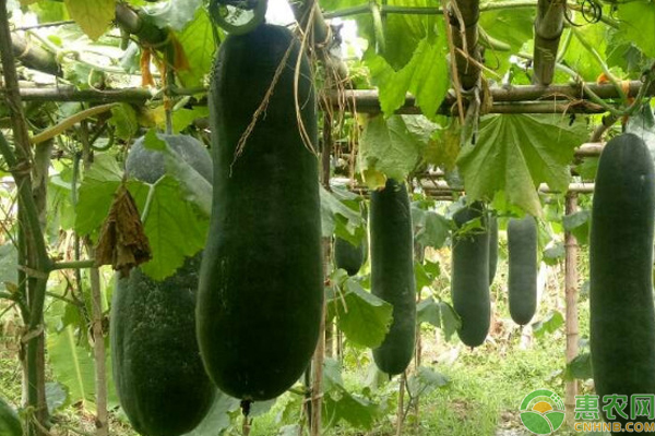 冬瓜的栽培时间-图片版权归惠农网所有