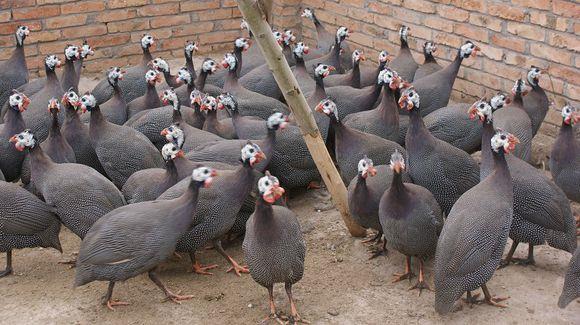 珍珠鸡养殖概况与前景-图片版权归惠农网所有