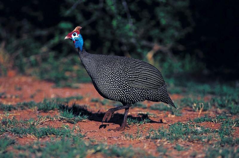 珍珠鸡养殖概况与前景-图片版权归惠农网所有