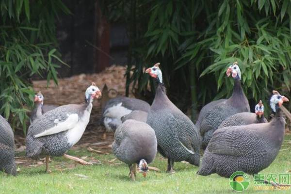 饲养珍珠鸡给它吃什么食物？如何预防疾病？-图片版权归惠农网所有