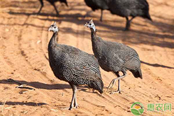 饲养珍珠鸡给它吃什么食物？如何预防疾病？-图片版权归惠农网所有