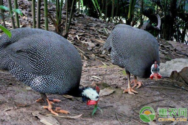 珍珠鸡生物学特征及效益分析-图片版权归惠农网所有