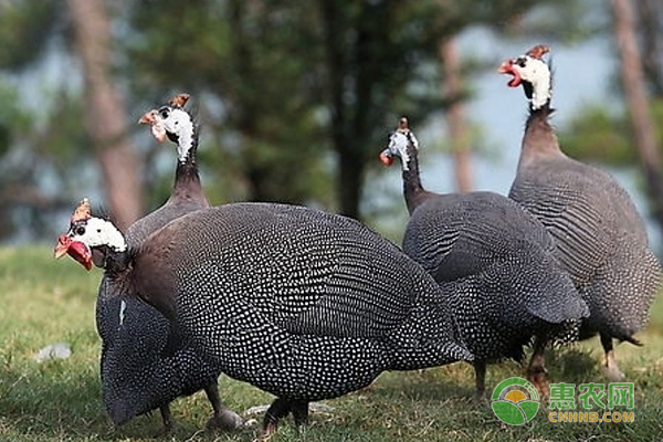 珍珠鸡人工饲养方法技术-图片版权归惠农网所有