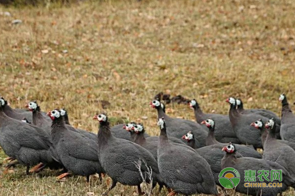 珍珠鸡人工饲养方法技术-图片版权归惠农网所有