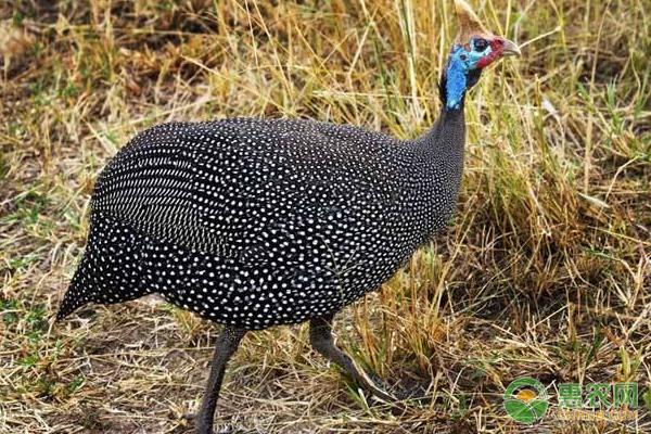 珍珠鸡人工饲养方法技术-图片版权归惠农网所有