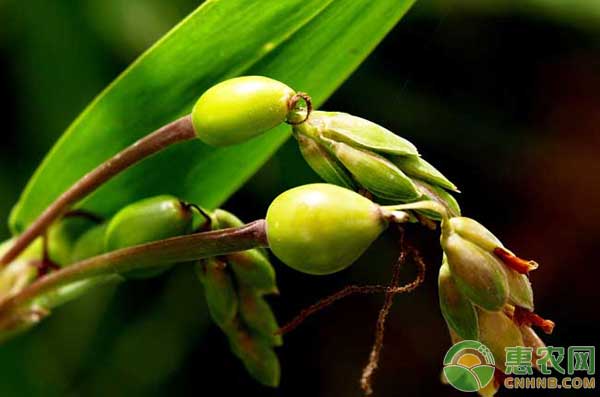 薏苡怎么种？薏苡种植管理技术-图片版权归惠农网所有