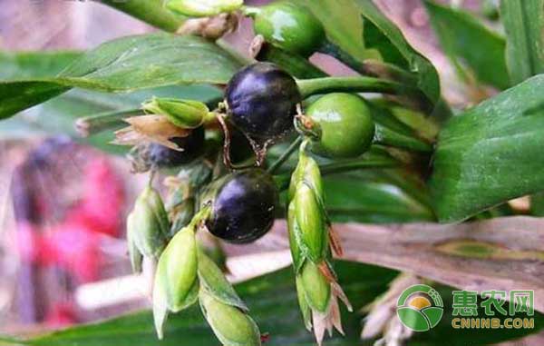 薏苡怎么种？薏苡种植管理技术-图片版权归惠农网所有