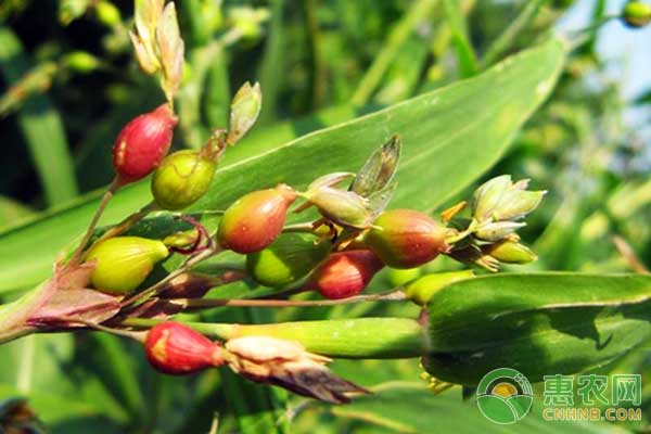 薏苡怎么种？薏苡种植管理技术-图片版权归惠农网所有